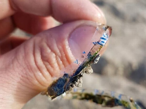 Plastik parçaya sıkışan balığı kurtararak nehre bıraktı