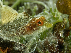 Ayvalık, su altı fotoğrafçılarının ilgisini çekiyor