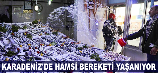 Karadeniz'de hamsi bereketi yaşanıyor