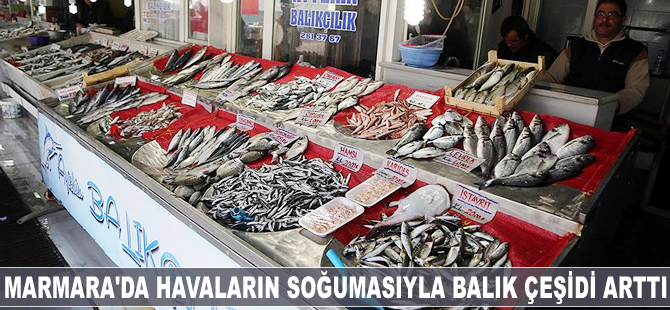 Marmara'da havaların soğumasıyla balık çeşidi arttı