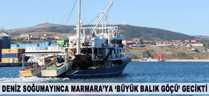 Deniz soğumayınca Marmara'ya "büyük balık göçü" gecikti