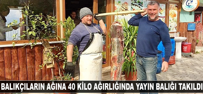 İznikli balıkçıların ağına 40 kilo ağırlığında yayın balığı takıldı