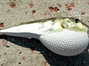 Marmaris'te balon balığı artışı tedirginlik yarattı