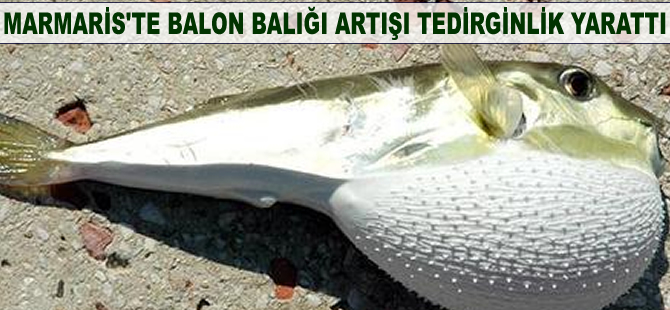 Marmaris'te balon balığı artışı tedirginlik yarattı