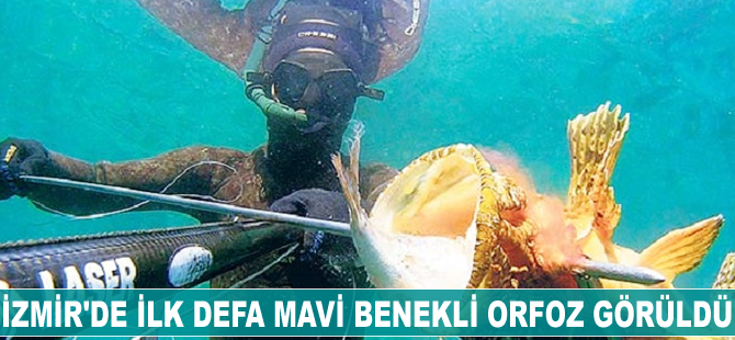 İzmir'de ilk defa mavi benekli 'orfoz' görüldü