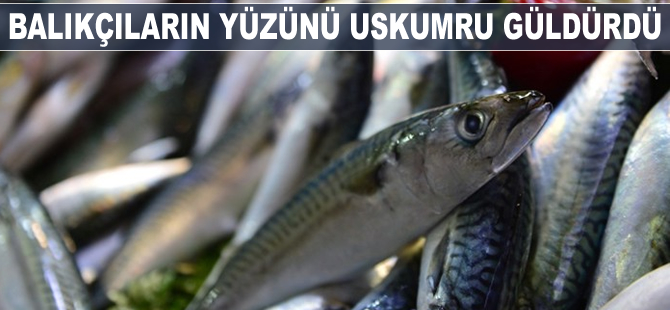 Balıkçıların yüzünü uskumru güldürdü