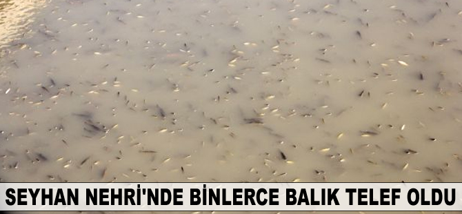 Seyhan Nehri'nde binlerce balık telef oldu