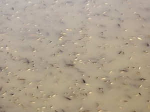 Seyhan Nehri'nde binlerce balık telef oldu