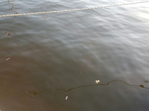 Güllük sahili kahverengiye boyandı