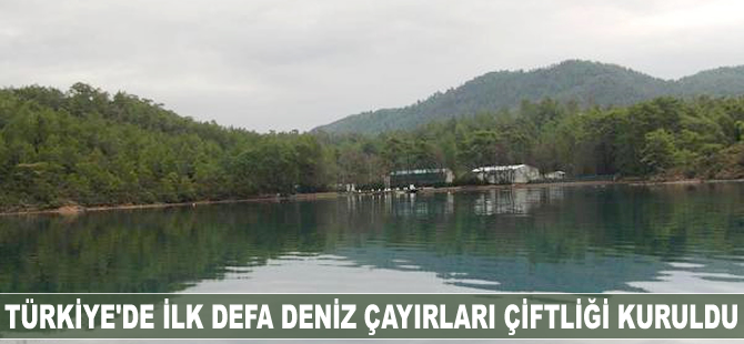 Türkiye'de ilk defa deniz çayırları çiftliği kuruldu