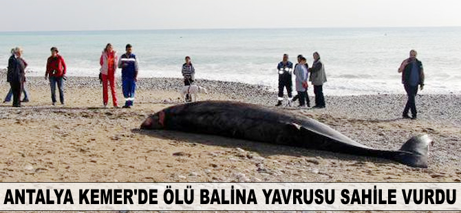 Antalya Kemer'de ölü balina yavrusu sahile vurdu