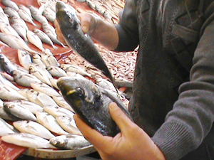 Aydın'da balık bolluğu yaşanıyor