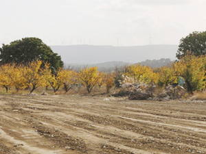 "Daha yeşil Kepez için" projesinde ağaçlandırma çalışmaları yapılıyor