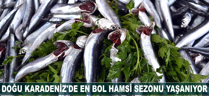 Doğu Karadeniz'de en bol hamsi sezonu yaşanıyor