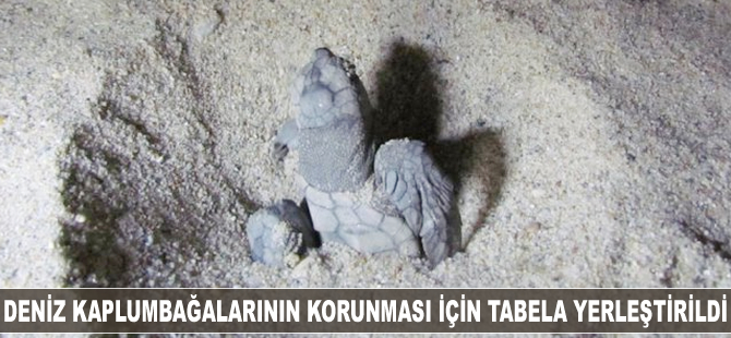 Kuşadası'nda deniz kaplumbağalarının korunması için tabela yerleştirildi