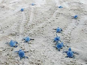 Türkiye'de 487 bin deniz kaplumbağası denizle buluştu