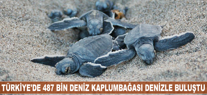 Türkiye'de 487 bin deniz kaplumbağası denizle buluştu