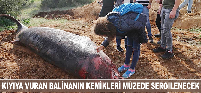 Kıyıya vuran balinanın kemikleri müzede sergilenecek