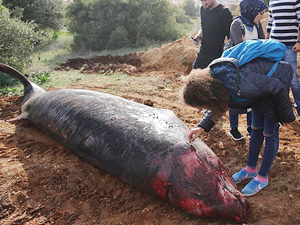 Kıyıya vuran balinanın kemikleri müzede sergilenecek