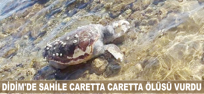 Didim’de sahile caretta caretta ölüsü vurdu