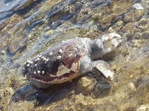 Didim’de sahile caretta caretta ölüsü vurdu
