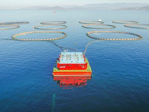 Kültür balıkçılığında ihracat 1 milyar dolara ulaştı