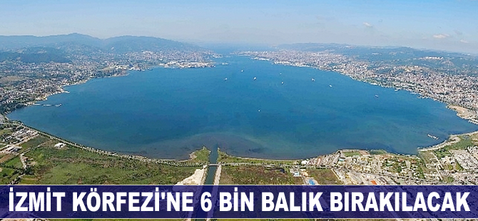İzmit Körfezi'ne 6 bin balık bırakılacak