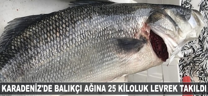 Karadeniz'de balıkçı ağına 25 kiloluk levrek takıldı