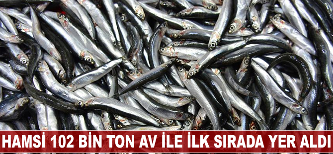 Hamsi 102 bin ton av ile ilk sırada yer aldı