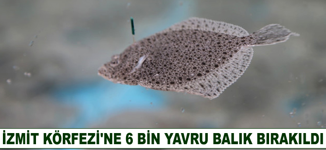 İzmit Körfezi'ne 6 bin yavru balık bırakıldı