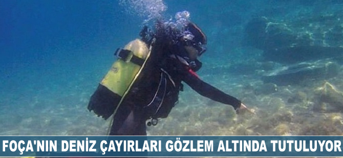 Foça'nın deniz çayırları gözlem altında tutuluyor
