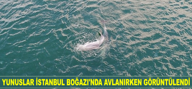 Yunuslar İstanbul Boğazı'nda avlanırken görüntülendi