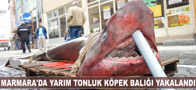 Marmara'da yarım tonluk köpek balığı yakalandı