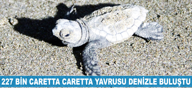 227 bin caretta caretta yavrusu denizle buluştu