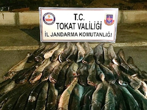 Tokat'ta 300 kilo yayın balığı ele geçirildi