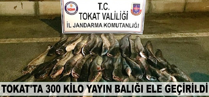 Tokat'ta 300 kilo yayın balığı ele geçirildi