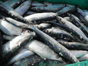 Brexit müzakereleriyle Ringa balıkları, İngiliz balıkçılara kalabilir