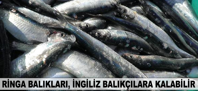 Brexit müzakereleriyle Ringa balıkları, İngiliz balıkçılara kalabilir