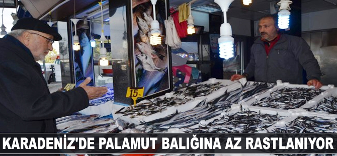 Karadeniz’de palamut balığına az rastlanıyor