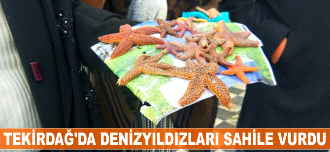 Tekirdağ'da denizyıldızları sahile vurdu