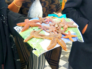 Tekirdağ'da denizyıldızları sahile vurdu