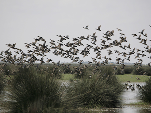 Kızılırmak Deltası Kuş Cenneti'nin UNESCO süreci devam ediyor
