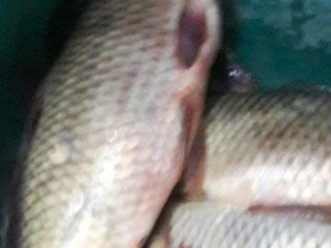 Yasaklı barajda balık tutan kişiylere para cezası verildi