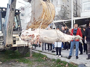 Yalova sahiline 150 kiloluk orkinos vurdu