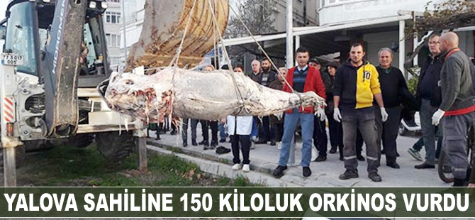 Yalova sahiline 150 kiloluk orkinos vurdu
