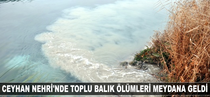 Ceyhan Nehri'nde toplu balık ölümleri meydana geldi