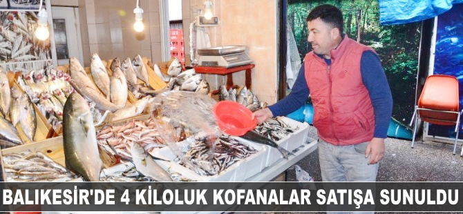 Balıkesir’de 4 kiloluk kofanalar satışa sunuldu