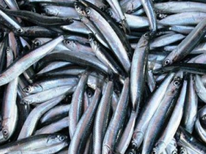 Karadeniz'de avlanan hamsi miktarı azaldı, fiyat arttı