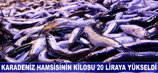 Karadeniz hamsisinin kilosu 20 liraya yükseldi