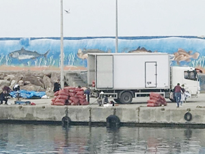 Akçakoca'da deniz salyangozu sevkiyatı yapılıyor